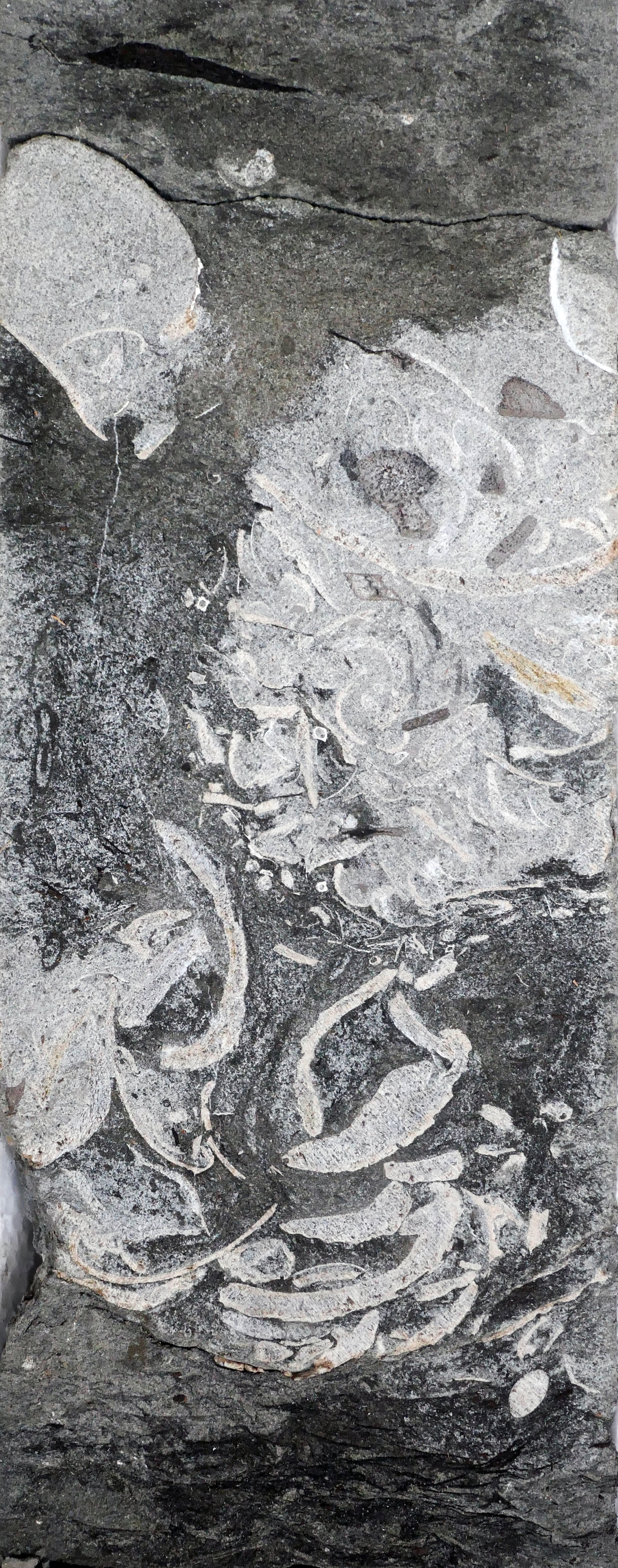Drill core image of 160-million-year-old delta sand containing a clump of shells and plant remains, interpreted as plesiosaur vomit. Drill core image of 160-million-year-old delta sand containing a clump of shells and plant remains, interpreted as plesiosaur vomit.